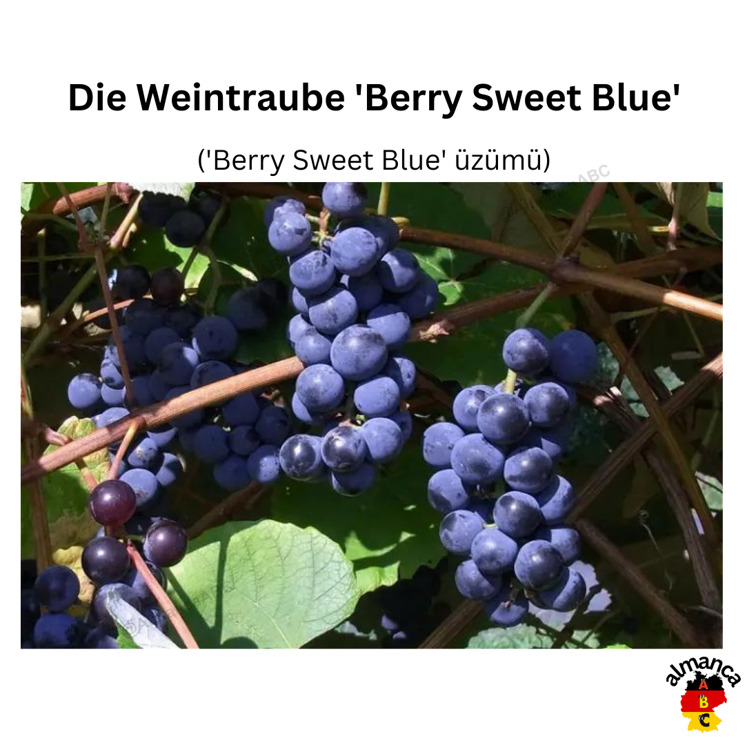 Almanca: Die Weintraube 'Berry Sweet Blue'