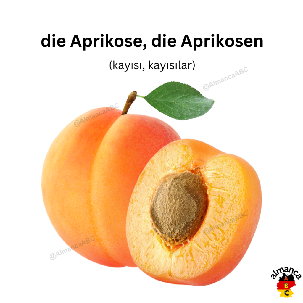 die Aprikose, die Aprikosen (kayısı, kayısılar)