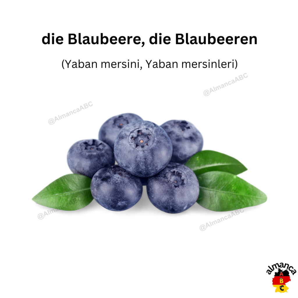 die Blaubeere, die Blaubeeren (Yaban mersini, Yaban mersinleri)