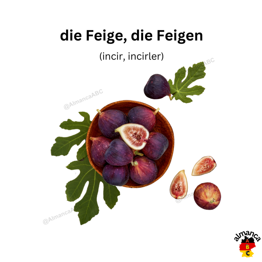 Almanca: die Feige, die Feigen (Türkçe: incir, incirler)