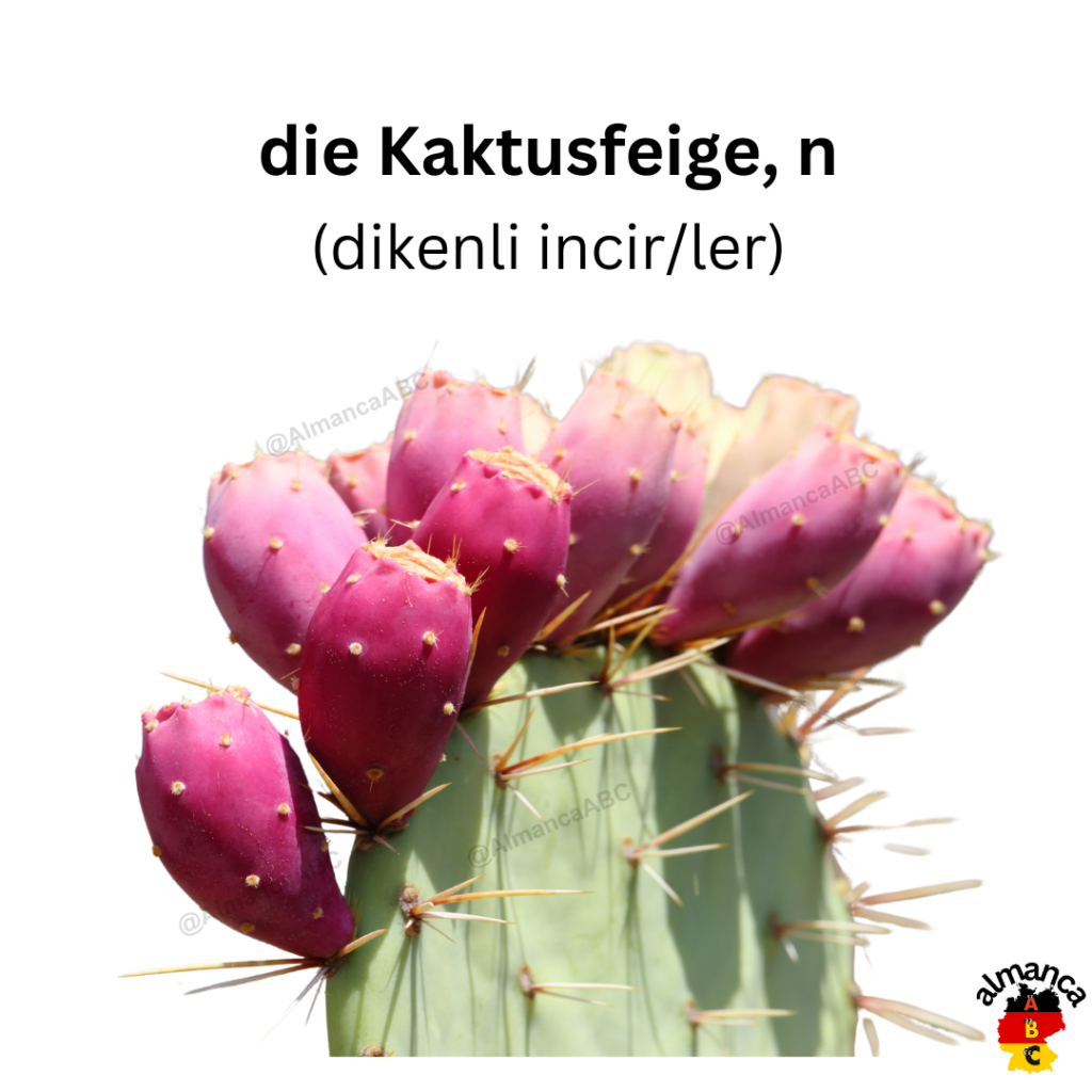 Almanca: die Kaktusfeige, die Kaktusfeigen (Türkçe çeviri: dikenli incir dikenli incirler)
