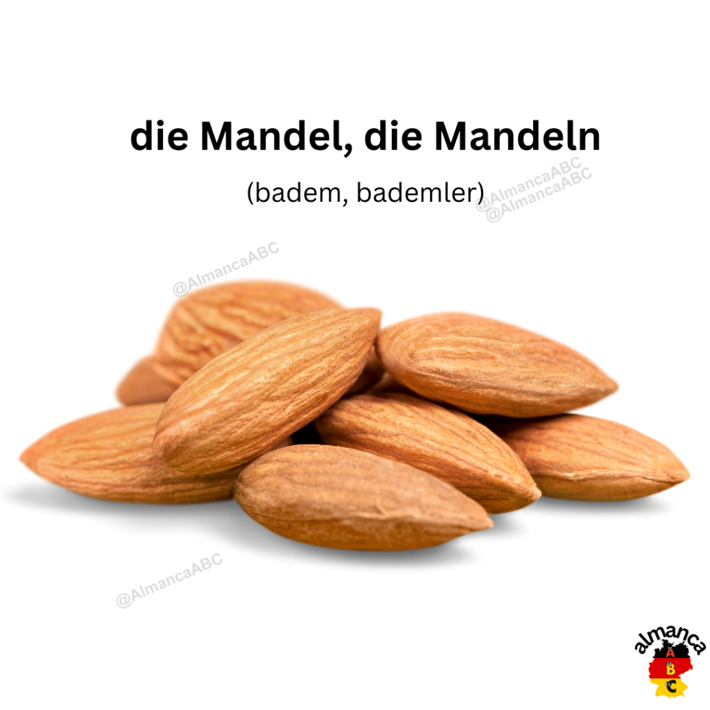 die Mandel, die Mandeln (badem, bademler)