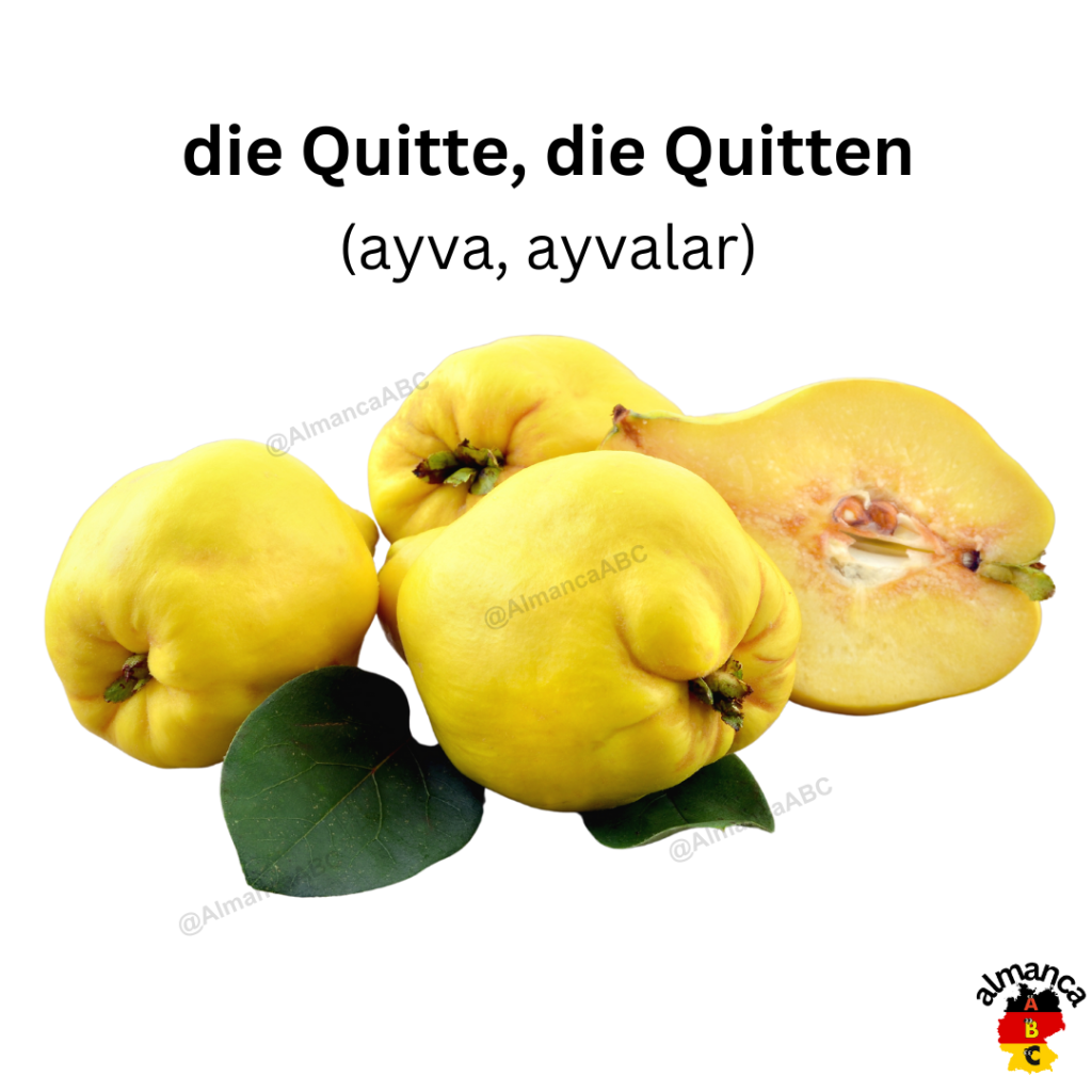 Almanca: die Quitte, die Quitten (Türkçe çeviri: ayva, ayvalar)