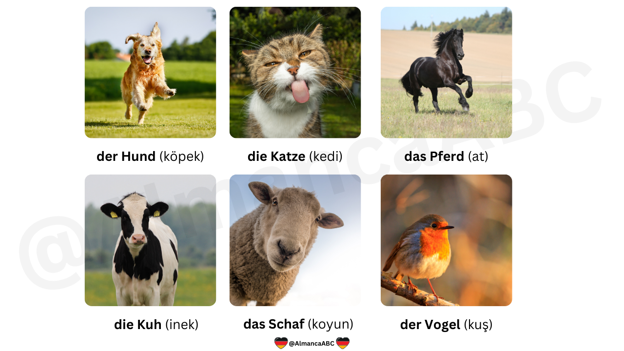 En Çok Kullanılan Almanca Hayvanlar: der Hund. die Katze. das Pferd. die Kuh. das Schaf. der Vogel. 